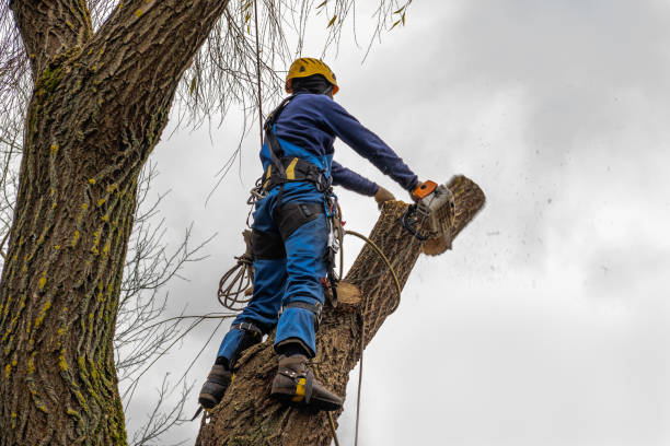 Best Palm Tree Trimming  in Elburn, IL